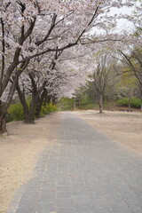Empty Path Under Cherry Blossoms