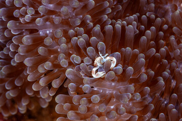 Malaysia, Sabah, Mabul, Porcelain Anemone Crab (Neopetrolisthes maculatus)