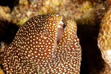 Malaysia, Sabah, Mabul, Whitemouth Moray (Gymnothorax meleagris)