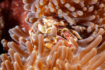 Malaysia, Sabah, Mabul, Porcelain Anemone Crab (Neopetrolisthes maculatus)