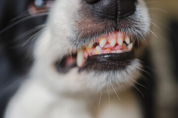 Dangerous angry dog. Aggressive puppy dog border collie baring teeth fangs looking aggressive dangerous. Guardian growling scary dog ready for attack. Pet infected by rabies.