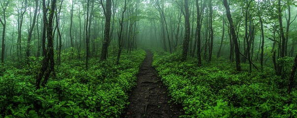 Fototapeta premium Misty forest path surrounded by lush green trees, creating a serene and mysterious atmosphere.