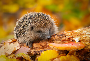 Hedgehog, Scientific name: Erinaceus Europaeus.  Wild, native, European hedgehog foraging on decaying log at dusk in hedgehog friendly garden.  Facing right. Horizontal.  Space for copy.