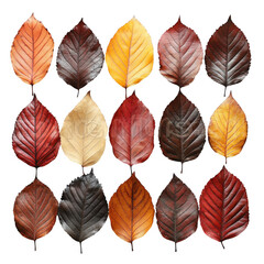 Fototapeta premium autumn leaves Isolated On Transparent Background
