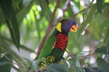Rainbow lorikeet in the tree