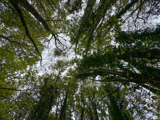 Towering trees create a serene canopy in a lush forest during the height of summer, inviting nature lovers to explore