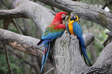 Red and yellow macaw