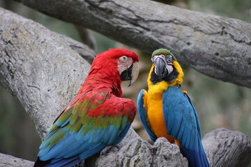 Parrots © Daniel