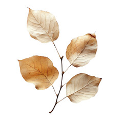 Autumn leaves Isolated On Transparent Background