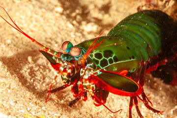 Malaysia, Sabah, Mabul, Peacock Mantis Shrimp (Odontodactylus scyllarus)