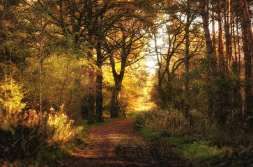 Fototapeta premium morning in the forest
