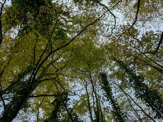 Looking up at a lush green canopy in a tranquil forest during early autumn in the late afternoon light