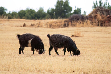 Two black goats grazing in a field