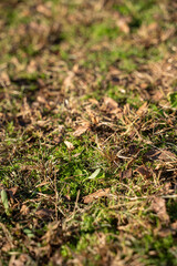 green moss on the ground