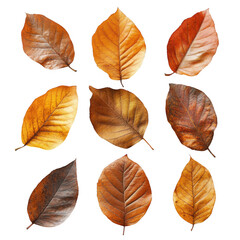 Obraz premium Autumn leaves Isolated On Transparent Background