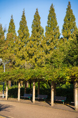 autumn trees in the park