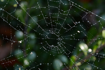 Dew Covered Spider Web on Green