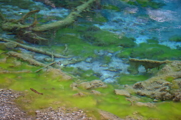 Lac Vert à Névache (05)