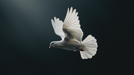 Obraz premium A white dove in flight against a dark background.