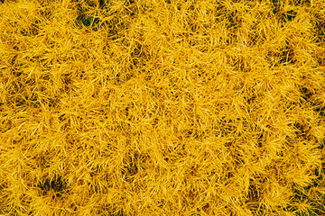 dense layer of thin yellow grass-like plants forming a textured natural surface with warm golden tones in soft light
