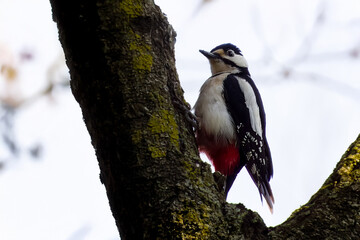 Un picchio rosso maggiore (Dendrocopos major) alla ricerca di insetti sotto la corteccia di un tronco d'albero.