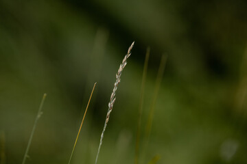 close up of grass