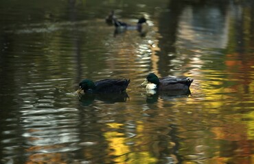 Colorful ducks swim in the lake