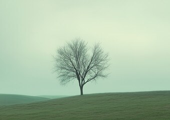 Obraz premium Solitary tree standing in a serene and misty field, evoking feelings of tranquility, nature's stillness, and atmospheric simplicity