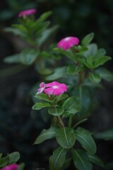 Pink flowers with green leaves