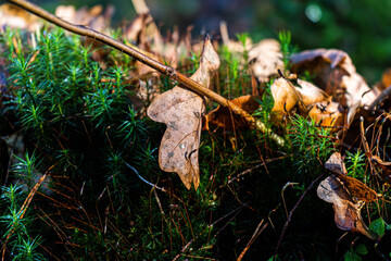 Close-Up of Fallen Leaves and Moss on the Forest Floor in Autumn