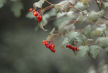 Shot of a Hagberry tree showcasing its fruit.