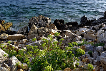 Sea view with Motar, Crithmum maritimum, rock samphire or sea fennel plant in the foreground