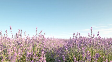 Fototapeta premium Serene Lavender Field Under a Clear Sky