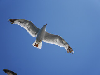 Close-up of a seagull soaring with wings fully extended against a clear blue sky, capturing the freedom and grace of flight on a sunny day.