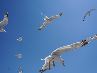 Dynamic close-up of seagulls flying in a bright blue sky, with wings extended and feathers detailed, showcasing the elegance of birds in flight on a clear, sunny day.