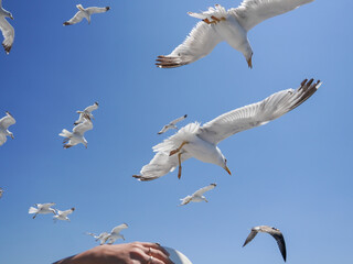 A flock of seagulls flying close to a person’s outstretched hand against a bright blue sky, capturing the interaction between humans and wildlife on a sunny day by the coast.