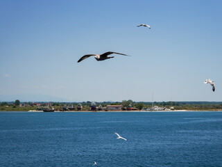 Seagulls gliding over a calm coastal harbor with boats docked in the distance under a clear blue sky, capturing the freedom and beauty of a coastal scene.