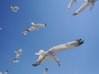 Group of seagulls gracefully flying through a clear blue sky, with one in close-up and others scattered, capturing the beauty and freedom of birds in motion on a sunny day.