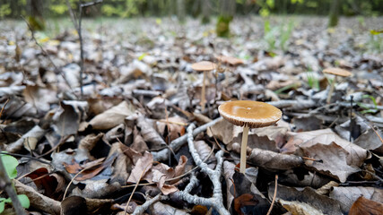 A solitary mushroom among autumn leaves in a forest, symbolizing the concept of solitude and the fall season