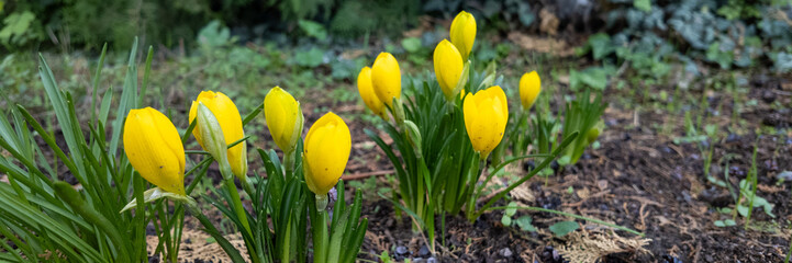 Bright yellow crocuses blooming in a garden signify the arrival of spring, symbolizing rebirth and...