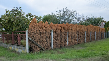 Obraz premium A row of dried, brown hedge plants along a fence in a suburban yard highlights drought challenges in gardening