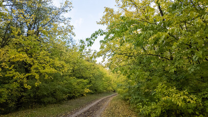 A serene, leafy forest trail in early autumn highlights nature's tranquility and the beauty of seasonal change during fall