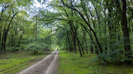 A tranquil forest path leads through lush greenery in a serene landscape, symbolizing relaxation and nature retreat