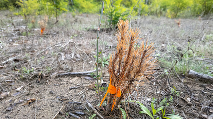 A tagged withering sapling highlights deforestation and environmental challenges, emphasizing Earth Day's focus on reforestation and conservation efforts