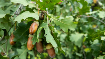 Close-up of acorns on an oak tree, symbolizing autumn and nature's bounty, ideal for harvest season-themed projects