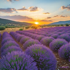 Obraz premium Lavender field sunset with vibrant colors and serene landscape charm.
