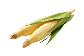 Bamboo shoot isolated on transparent background
