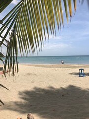 tree on the beach puerto rico