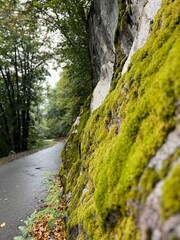 mountain road in the forest
