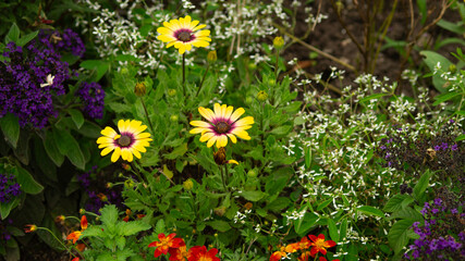 Color Diversity of Flowers in the Garden